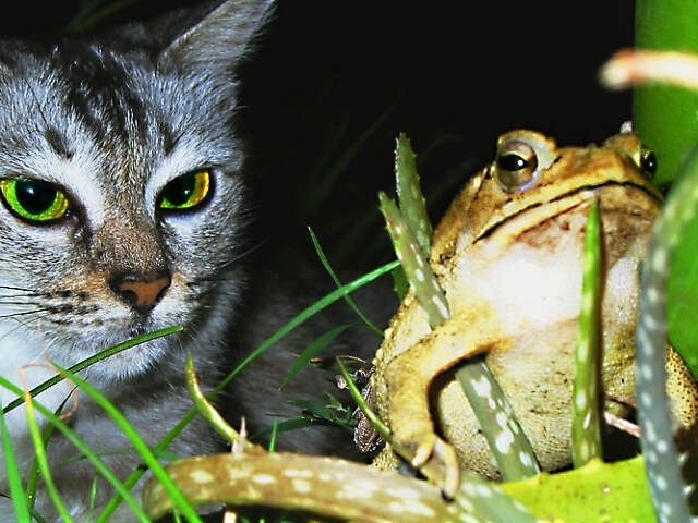 A Cat and Her Toad