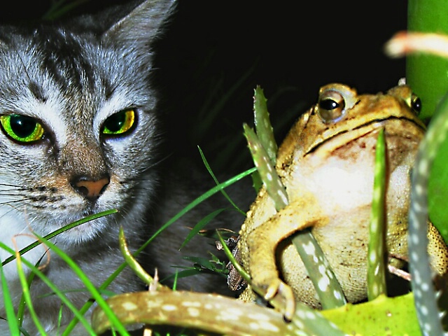 A Cat and Her Toad