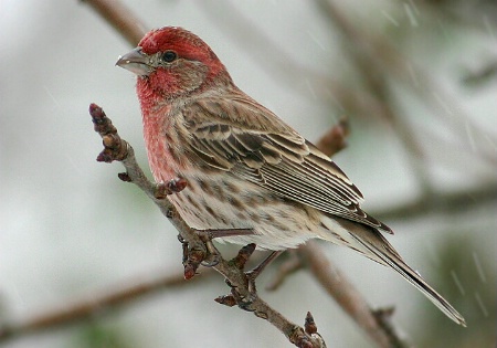 House Finch (male)