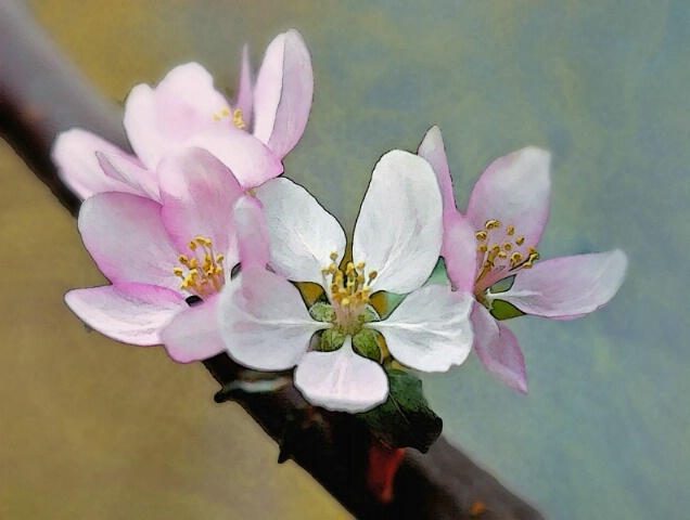 Delicate Blossoms