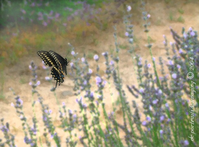 Butterfly On a Painting