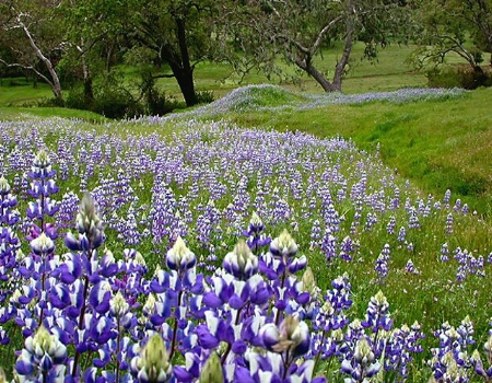 Lupens in Cambria,Ca.