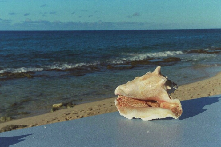 Caribbean Conch Shell - ID: 705220 © Deborah A. Prior