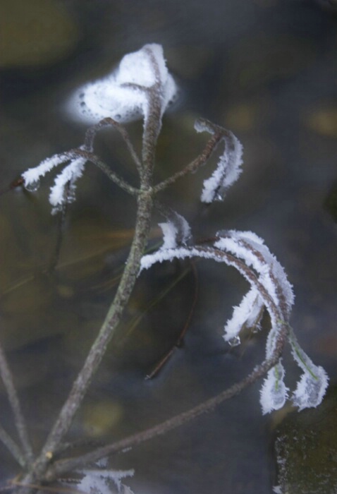 Frozen Branch in Stream 1-23-05 - ID: 705908 © Robert A. Burns