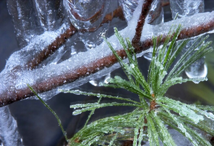 Frozen Pine in Stream 1-23-05 - ID: 705909 © Robert A. Burns