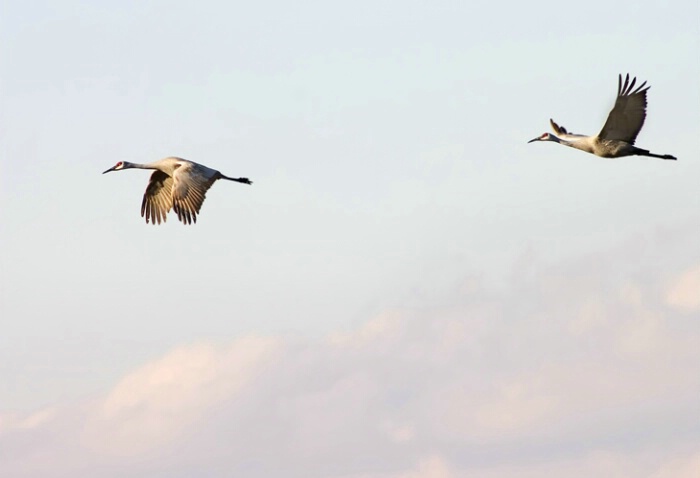 Sandhill Cranes in Flight - ID: 705959 © Robert A. Burns
