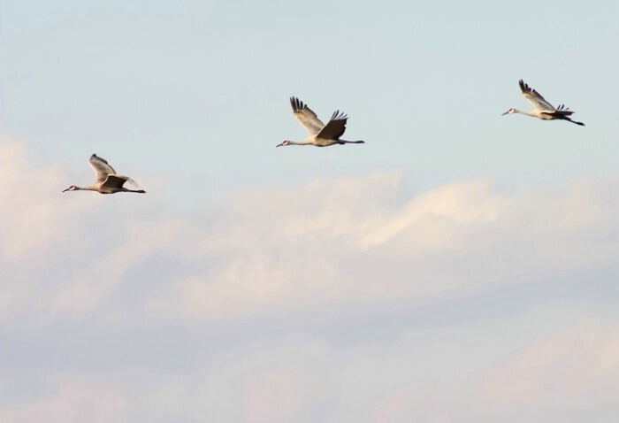 Sandhill Cranes 04 - ID: 705981 © Robert A. Burns