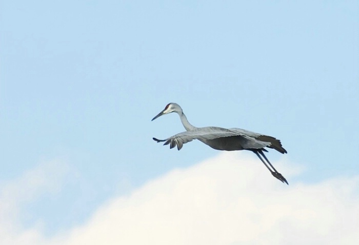 Sandhill Cranes 05 - ID: 706004 © Robert A. Burns