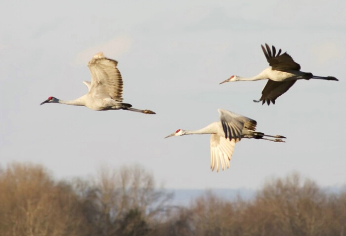 Sandhill Cranes 07 - ID: 706024 © Robert A. Burns