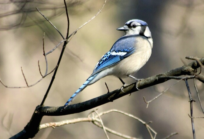 Blue Jay - ID: 706231 © Robert A. Burns