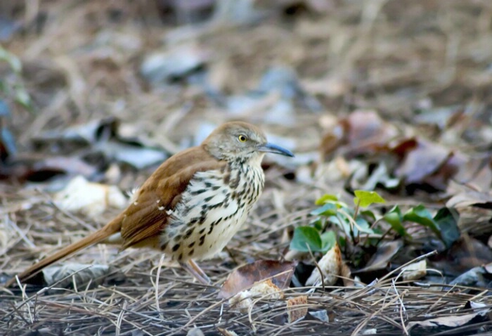 Brown Thrasher - ID: 706232 © Robert A. Burns