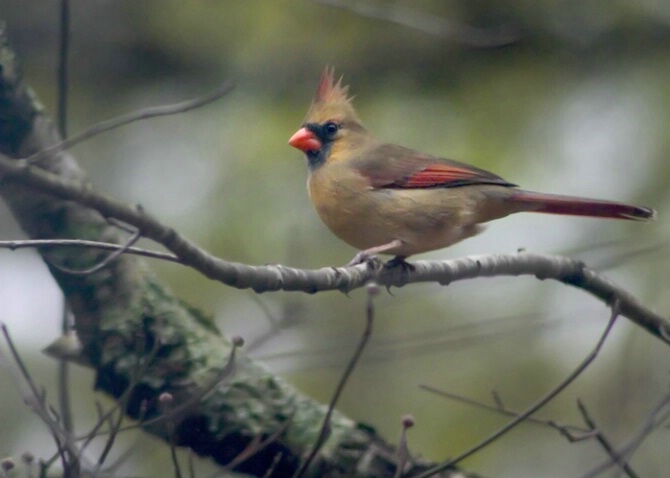 Cardinal 01 - ID: 706233 © Robert A. Burns