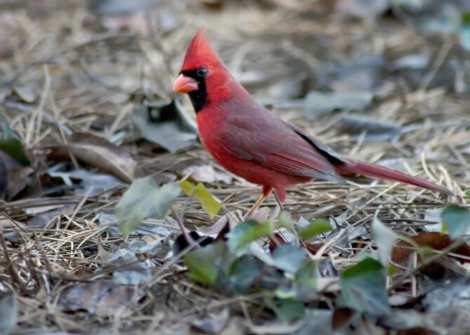 Cardinal 02 - ID: 706234 © Robert A. Burns