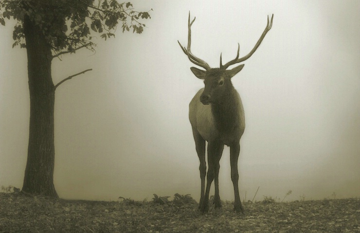 Elk In The Fog