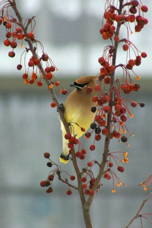 Berry Feast for Cedar Waxwing