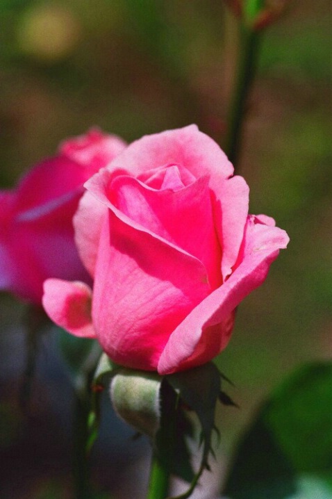 Pink Rosebud - ID: 708241 © Deborah A. Prior