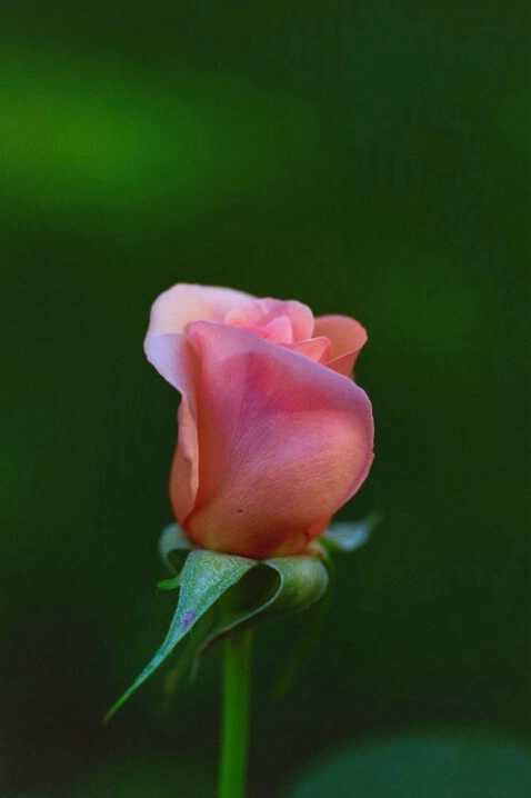 Creamy Pink Rose - ID: 708242 © Deborah A. Prior