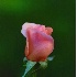 © Deborah A. Prior PhotoID# 708242: Creamy Pink Rose