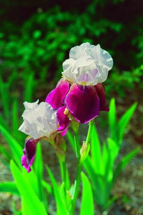 Purple/White Bearded Iris - ID: 708243 © Deborah A. Prior