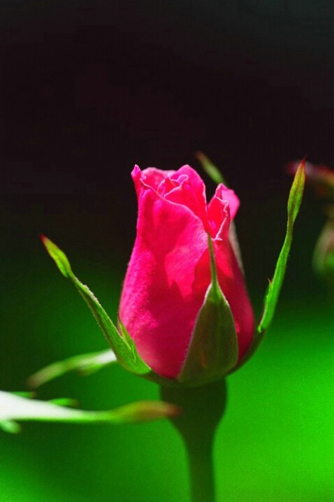 Dark Pink Rose - ID: 708244 © Deborah A. Prior