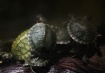 Baby Turtles