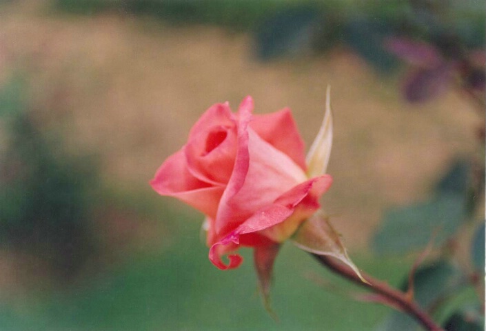 Soft Budding Rose