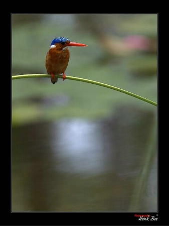 Malachite Kingfisher