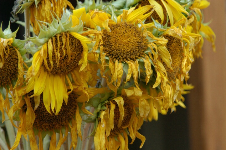 Sunflowers Original