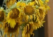 Sunflowers Origin...