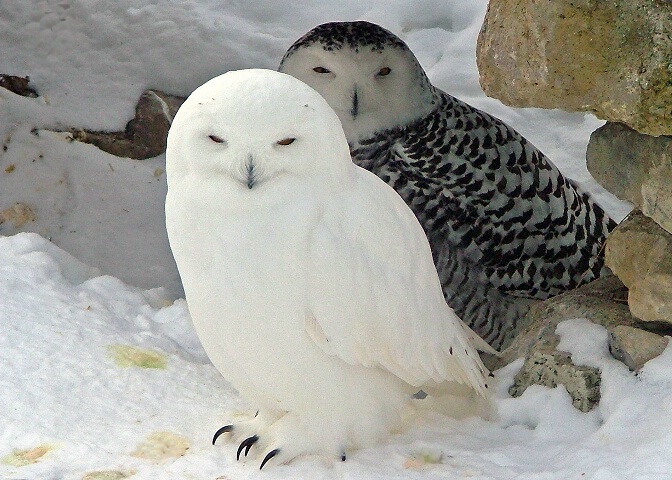 Pair of snowy owls