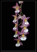 Orchid String