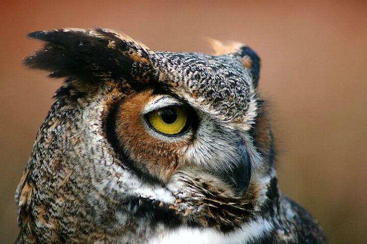 711615 Great Horned Owl