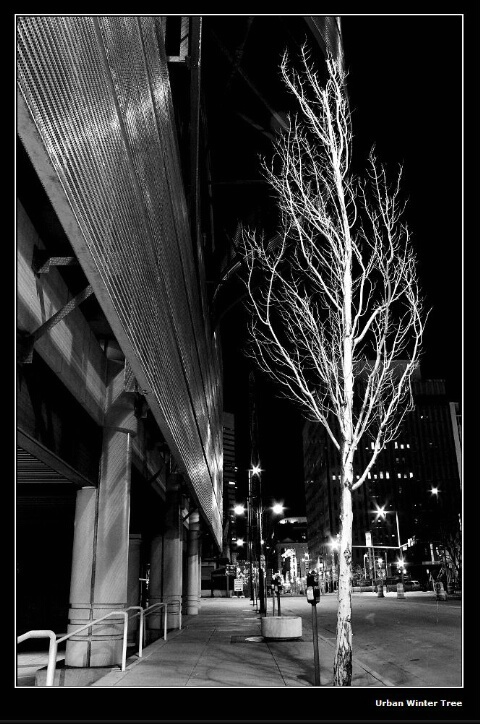 Urban Winter Tree