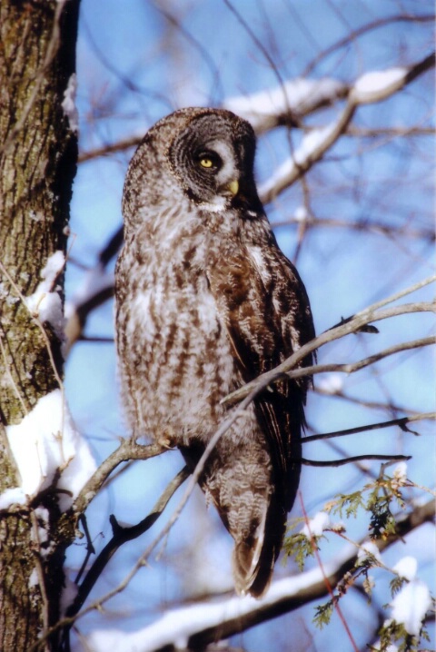 Great Grey Owl