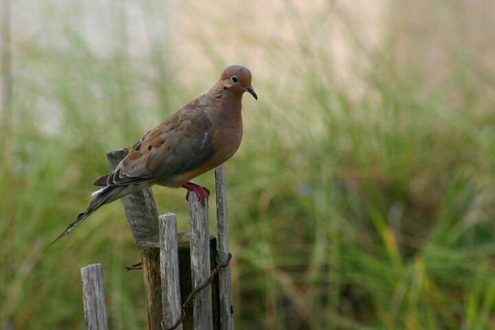 Mouring Dove at the Beach