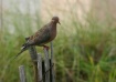 Mouring Dove at t...