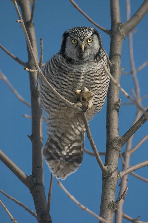 Northern Hawk Owl - ID: 712676 © Robert Hambley