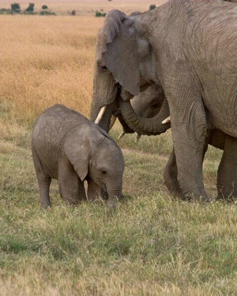 Elephant Love - ID: 712743 © James E. Nelson