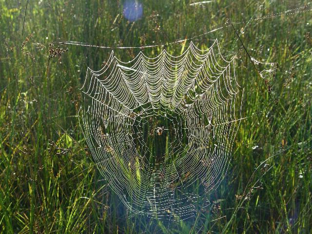 Web at dawn