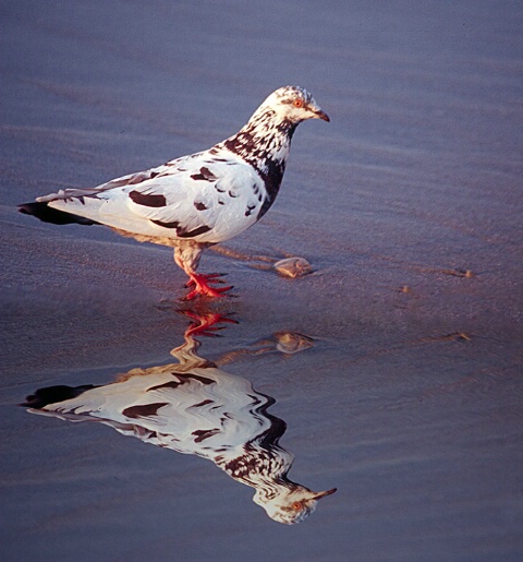Gull with Reflection