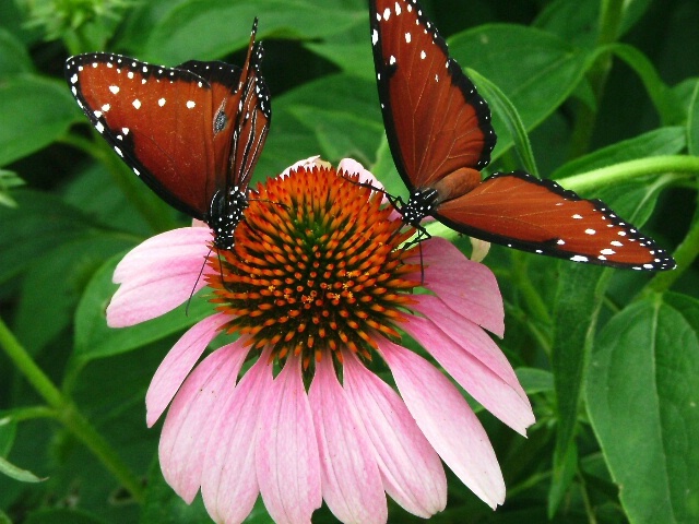 ~Beautiful Butterflies~