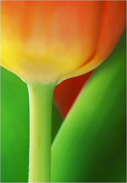 Tulip