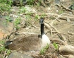 Goose on nest