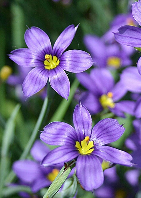 Blue Flowers