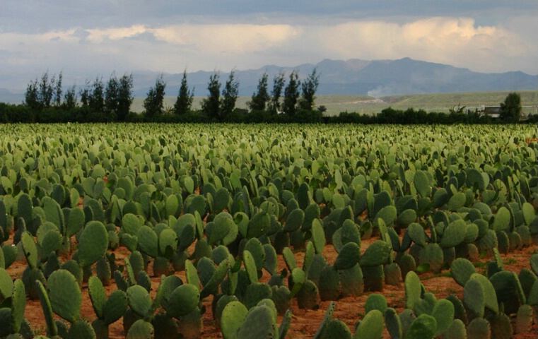 Cactus Crop