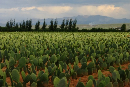 Cactus Crop