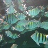 © Jacqueline Stoken PhotoID# 716515: Grand Central Station Underwater!