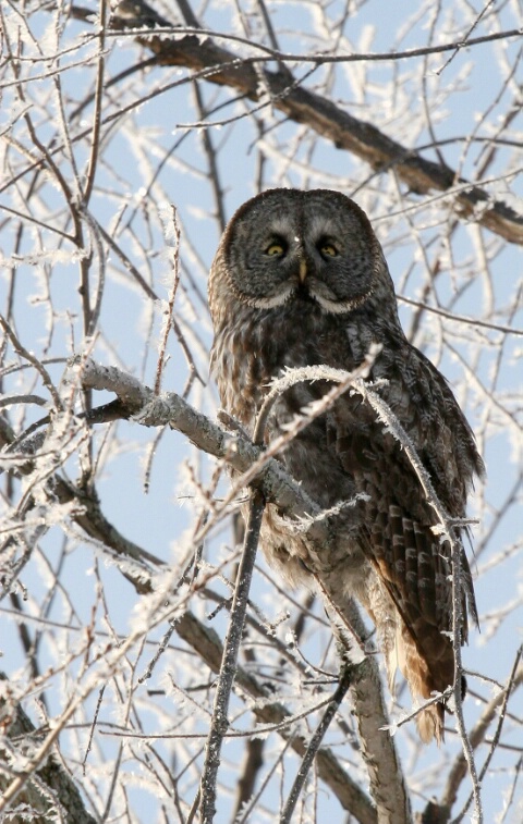 Great gray owl