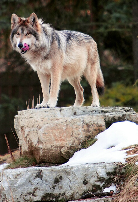 Mexican Grey Wolf #3