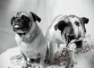 Ollie & Dot